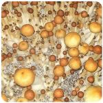 Псилоцибиновые (галлюциногенные)  грибы Psilocybin "Golden Teacher" в Печорах