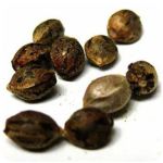 Семена марихуаны АК-47  (Seeds AK-47) в Печорах